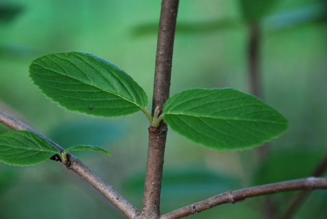 Viburnum lantana